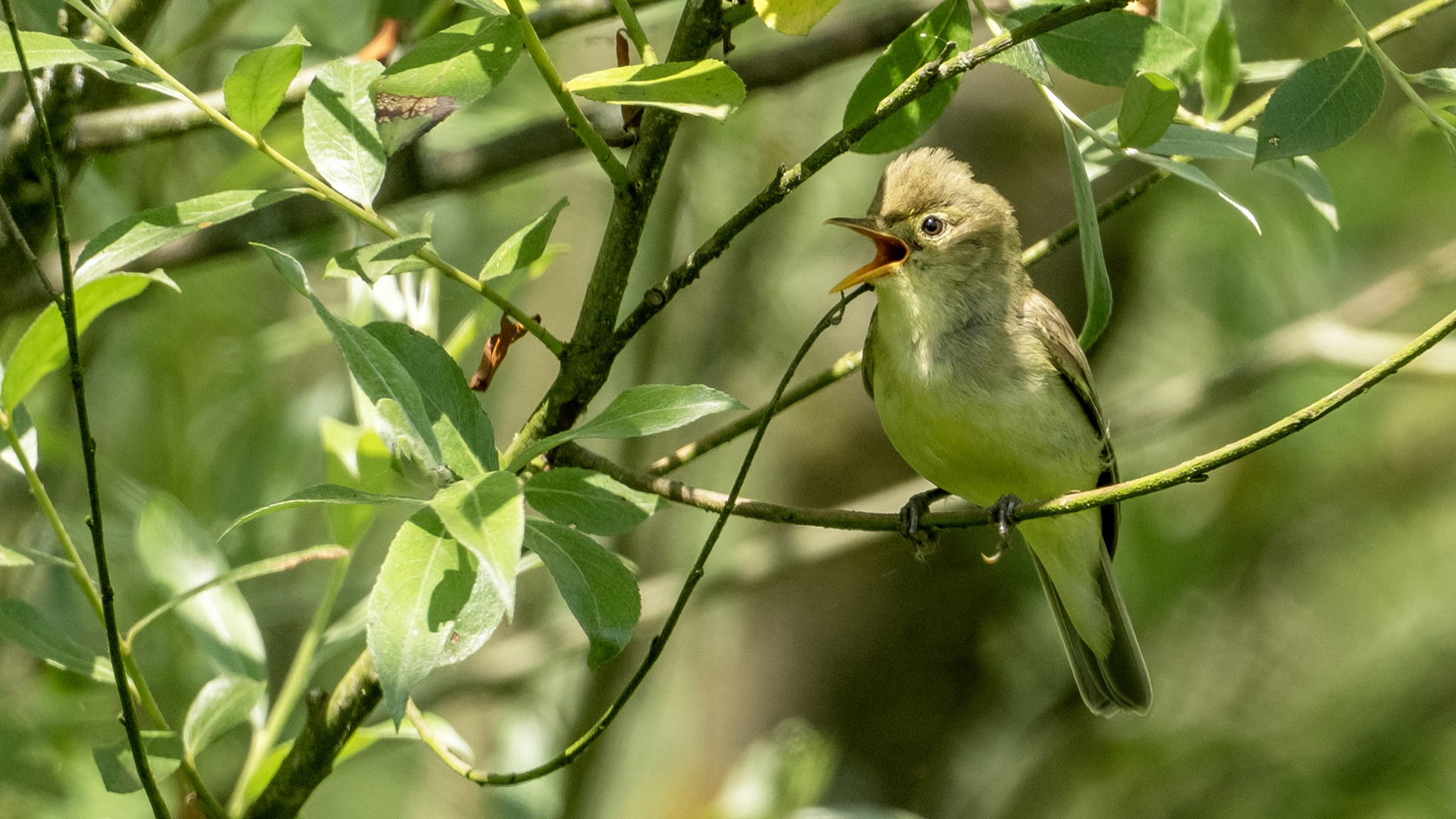 Icterine Warbler